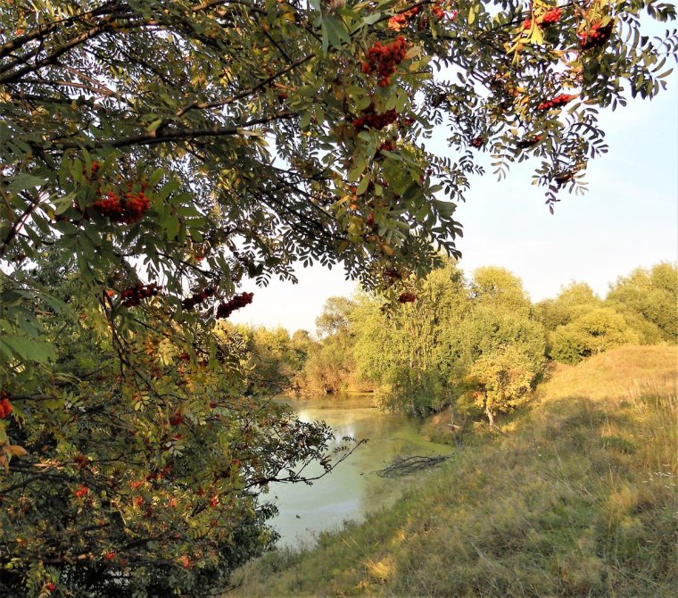 Живая природа Рязанского края