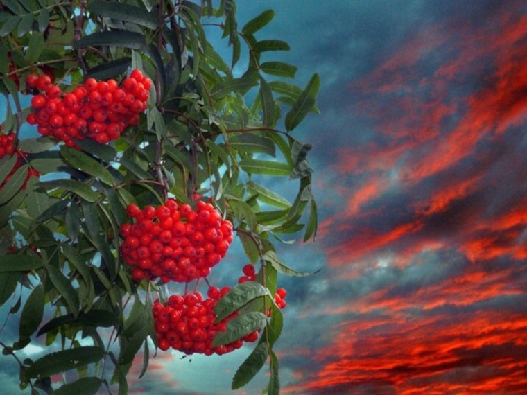 Рябина на закате