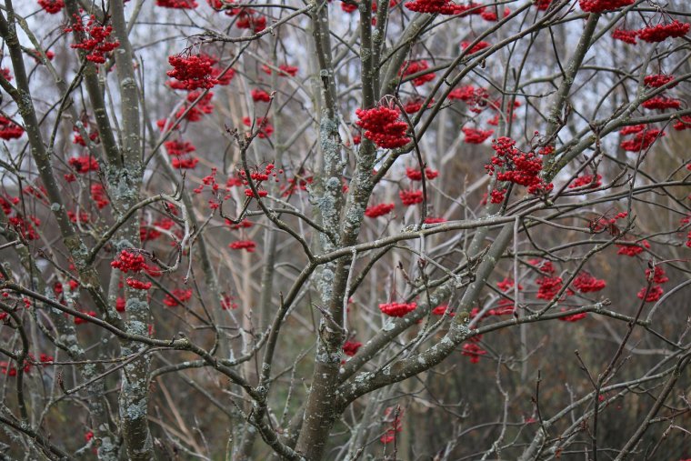 Рябина распускает листья