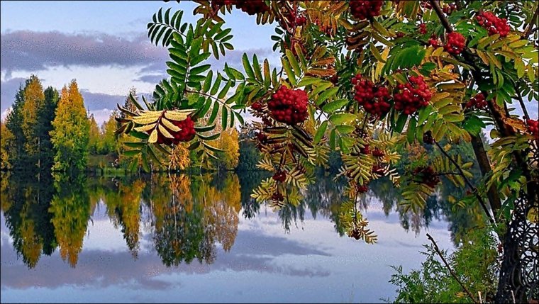 Рябина десертная Мичурина