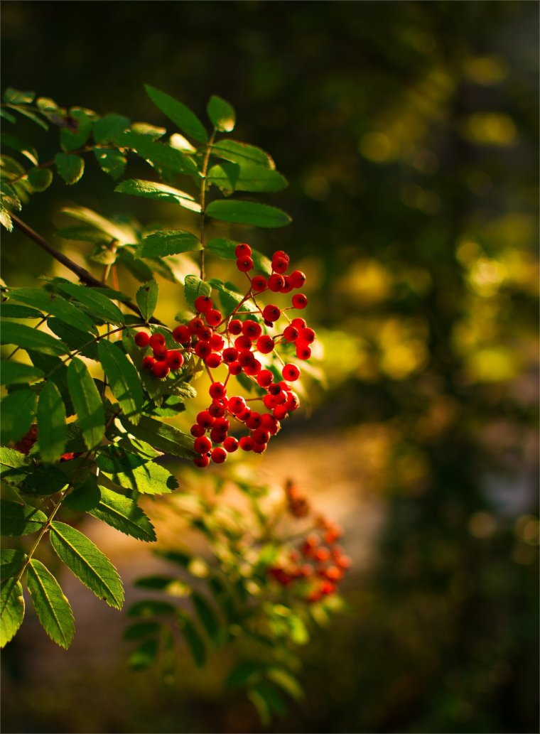 Обои на рабочий стол рябина