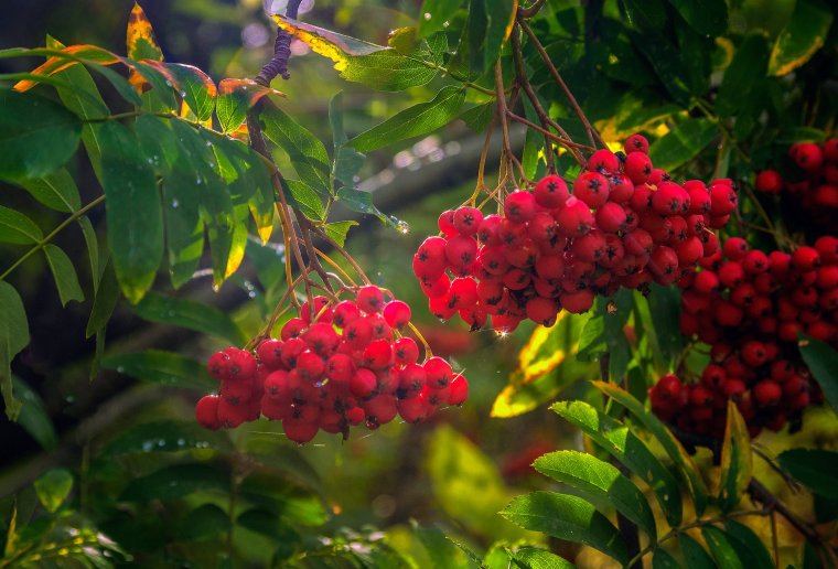 Спелые гроздья рябины