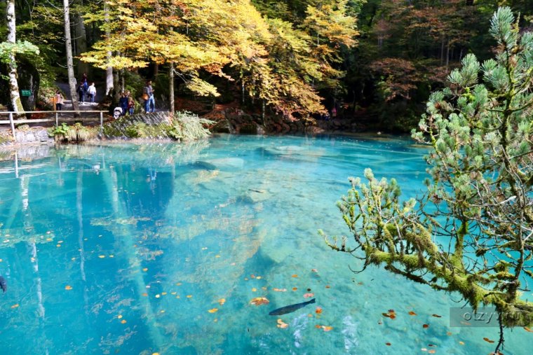 Фото швейцарских форель