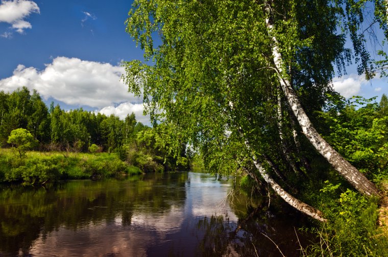 Природа России Березка у реки