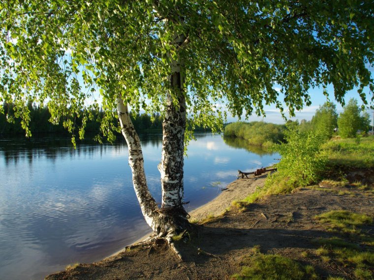 Тополь у реки