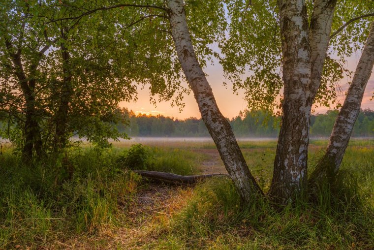 Березы у реки