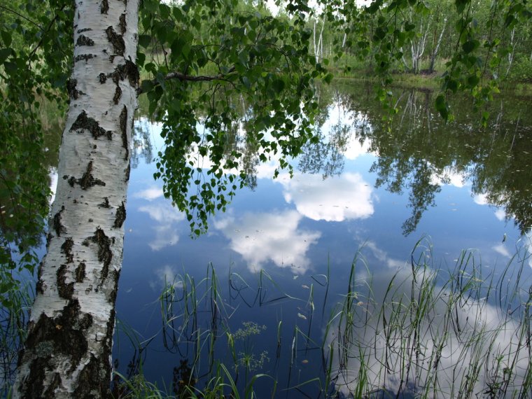 Береза над водой