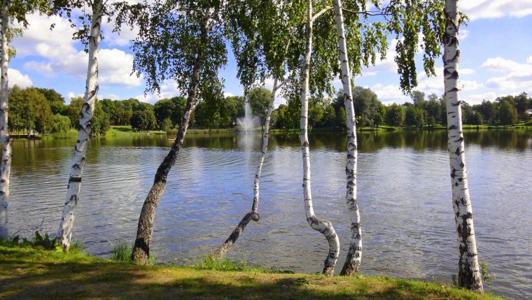Пейзаж береза Березовая роща озеро