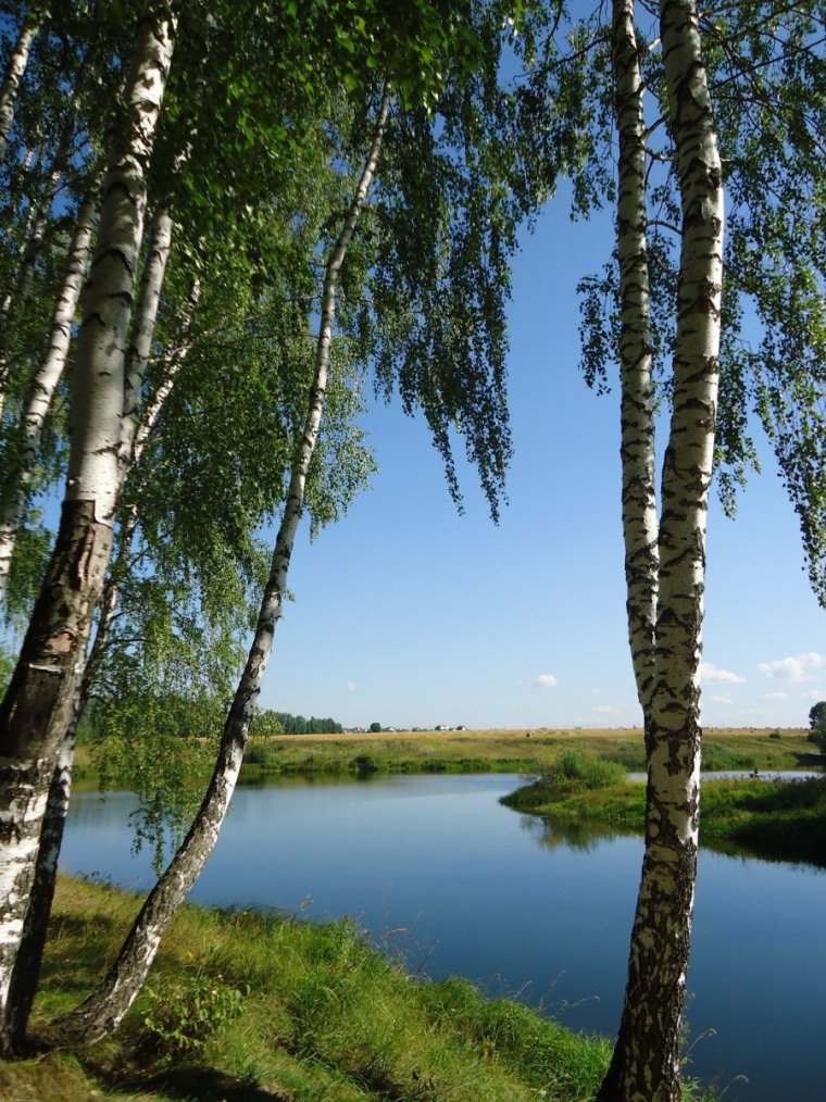 Берёзовая роща и река