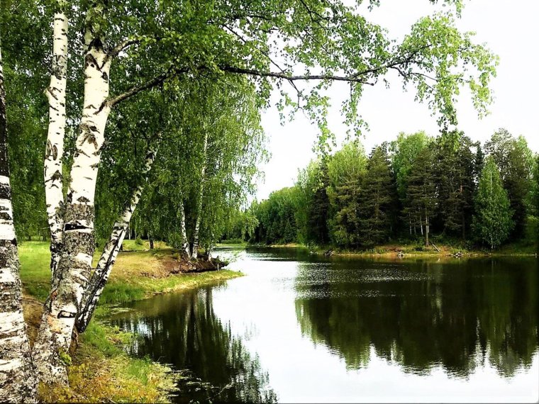 Березняк над прудом