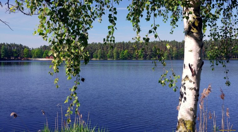 Березовая роща река озеро