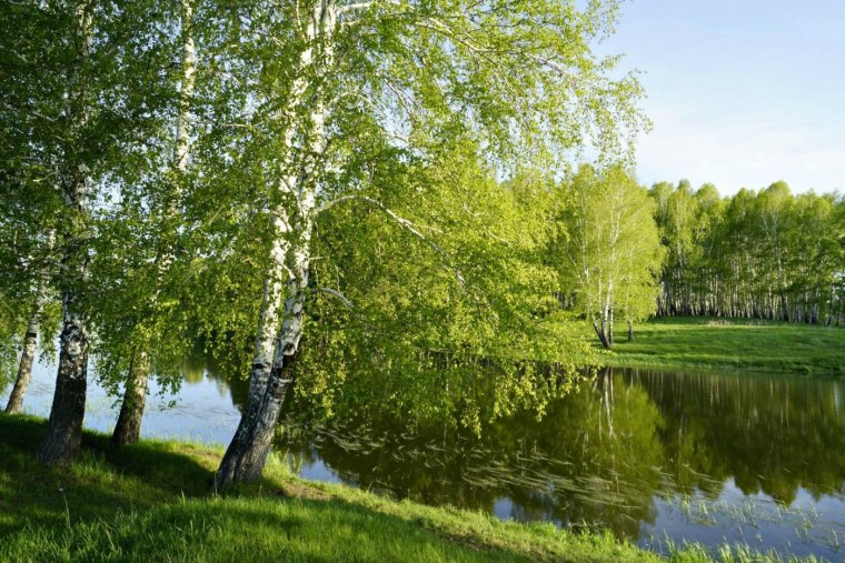 Березовая роща Тутаев