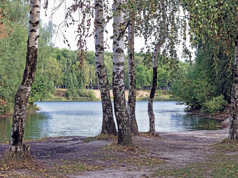 Волга река Березка