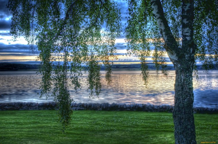 Березы у воды