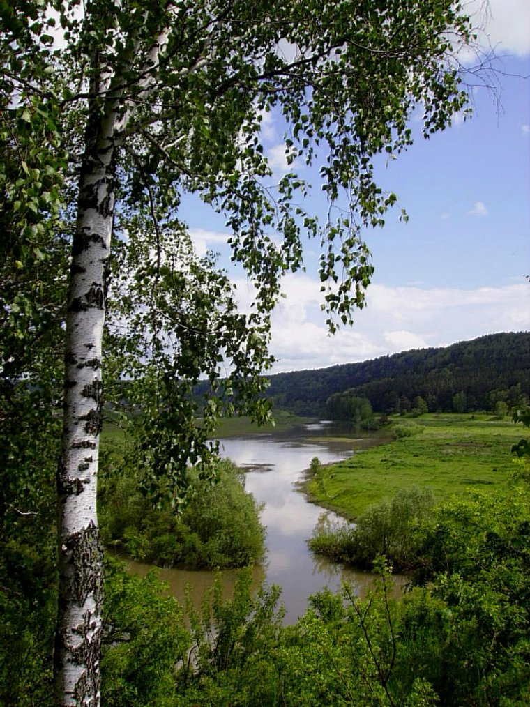 Александр Прокофьев береза