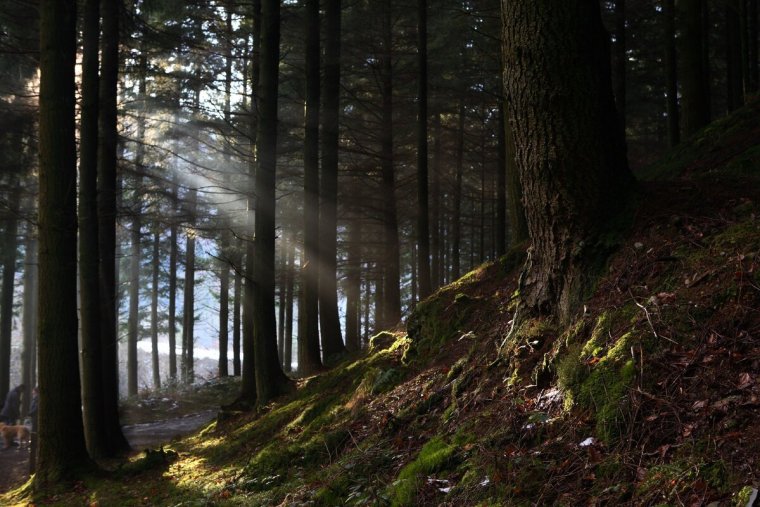 Лес в Форксе Сумерки