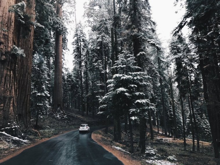 Штат Форкс лес