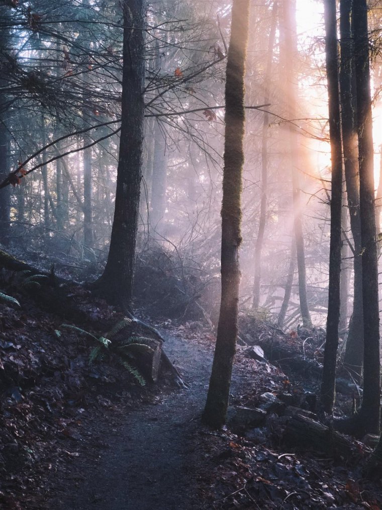 Форкс штат Вашингтон лес