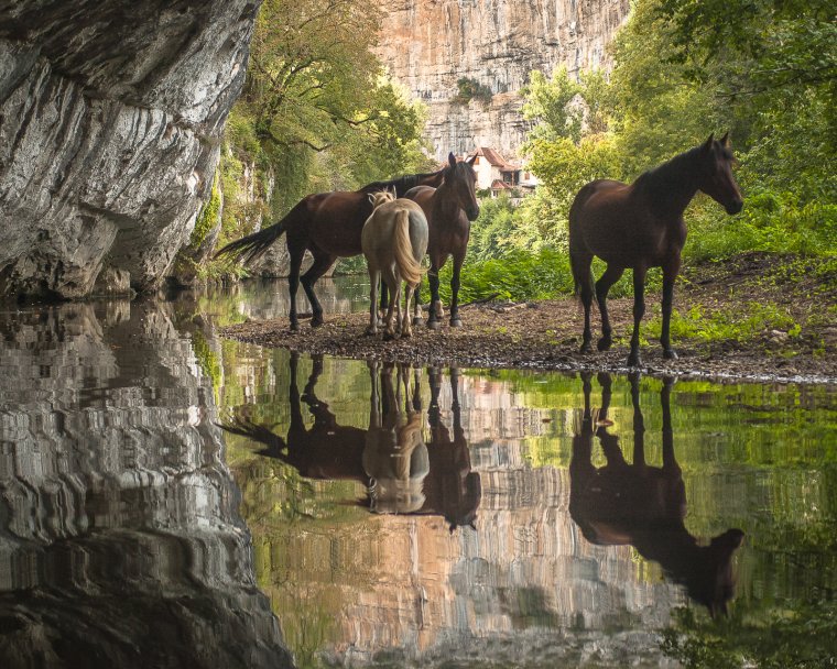Лошади у водопада