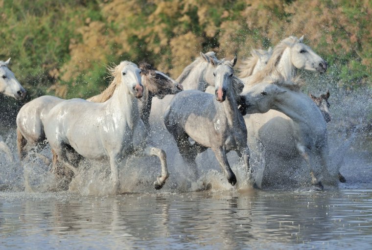 Лошадь породы Камаргу