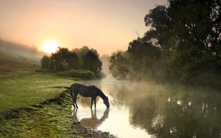 Лошадь в реке