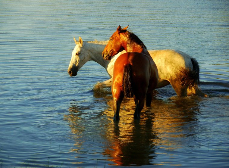 «Лошади на водопое» Чжао Мэнфу