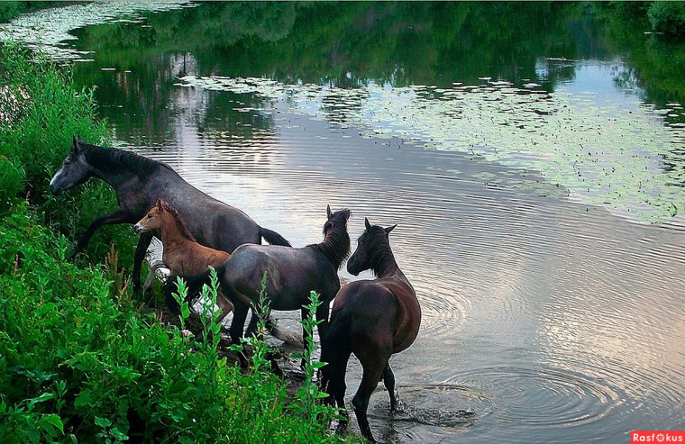Лошади на водопое