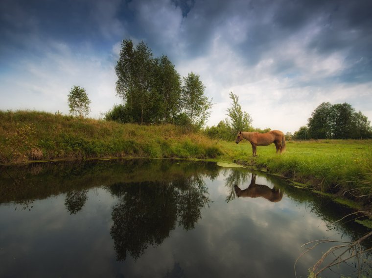 Природа речка лошади