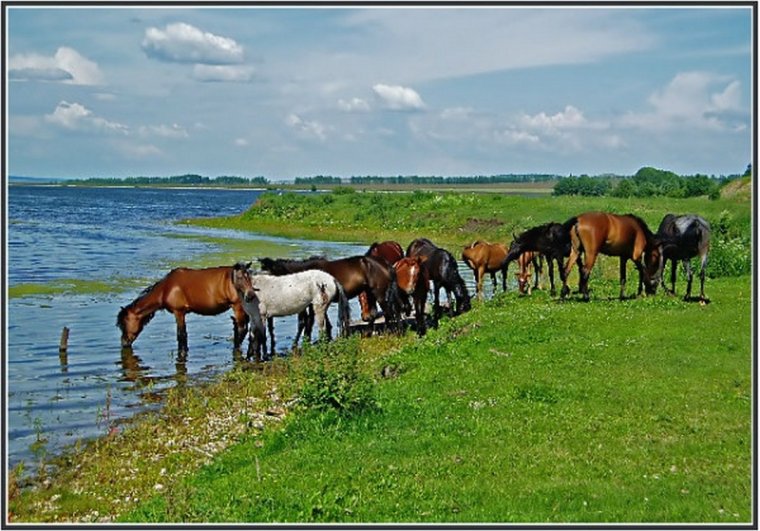 Лошадь у водоема