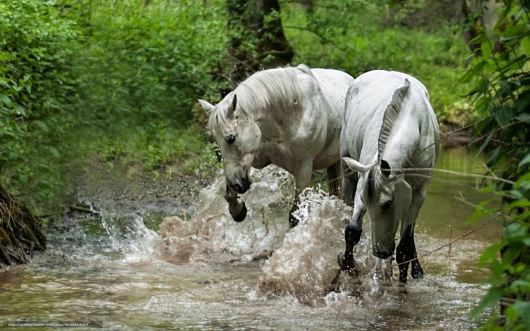 Лошади на речке