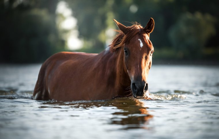 Красивая лошадь у воды