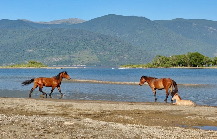 Алтай летом лошади