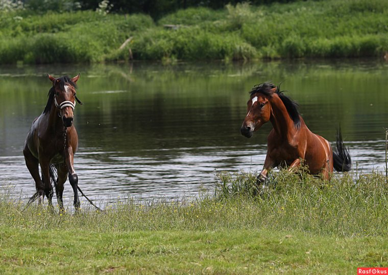Лошади на природе у реки