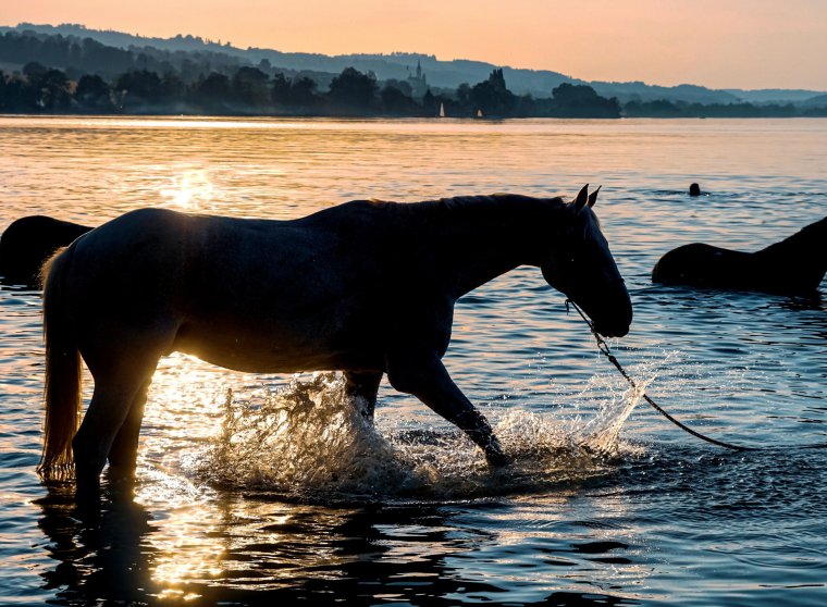 Кони у реки