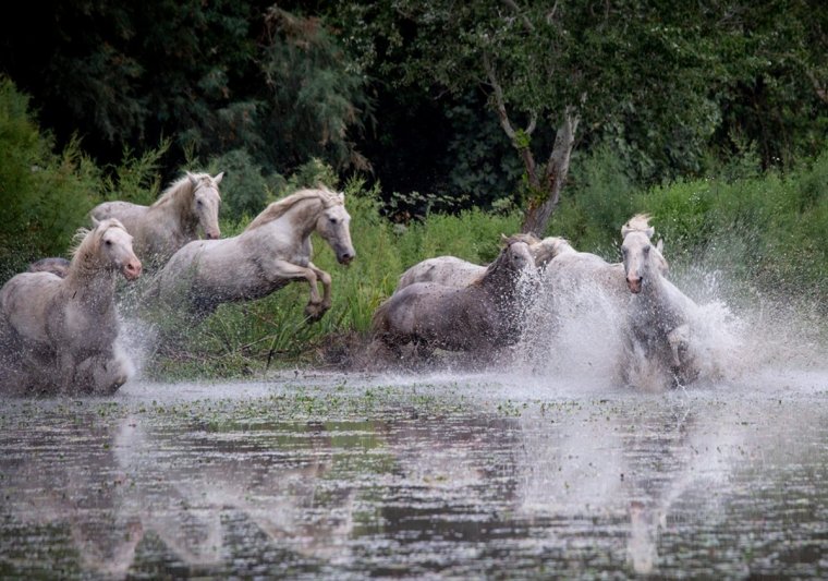 На лошади через реку