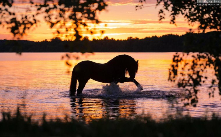 Кони у реки