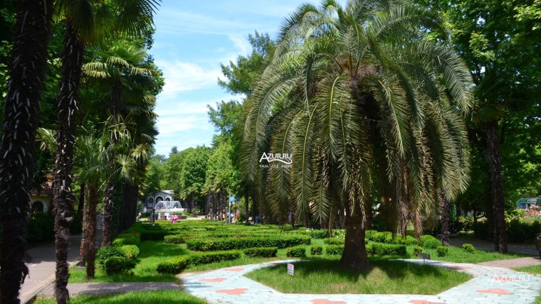 Пальмовый парк в Сочи