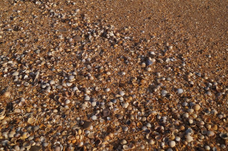 Ейск ракушечный пляж