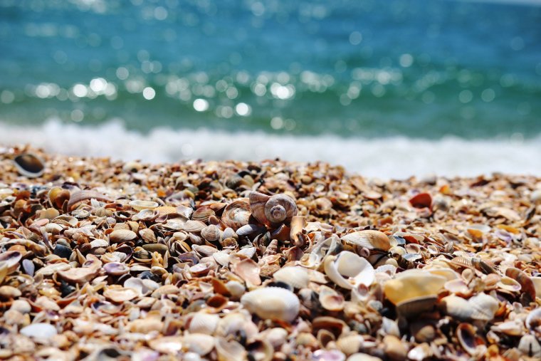 Ракушечный пляж в Австралии