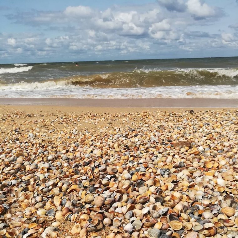 Азовское море пляж с ракушками