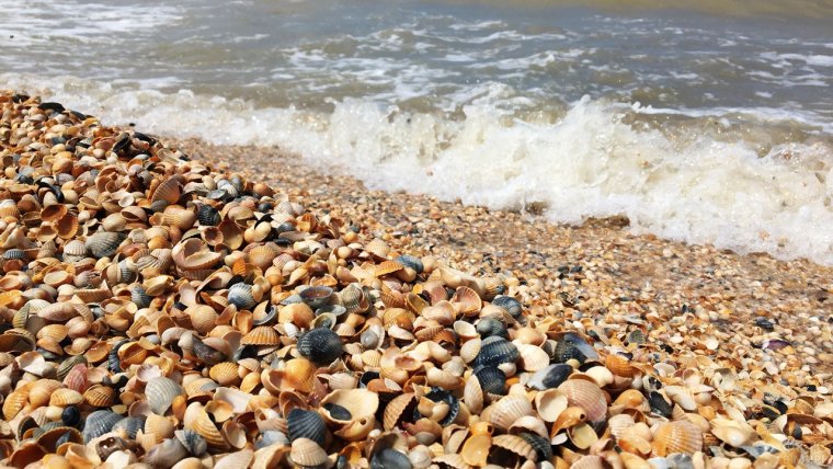 Станица Голубицкая ракушечный пляж
