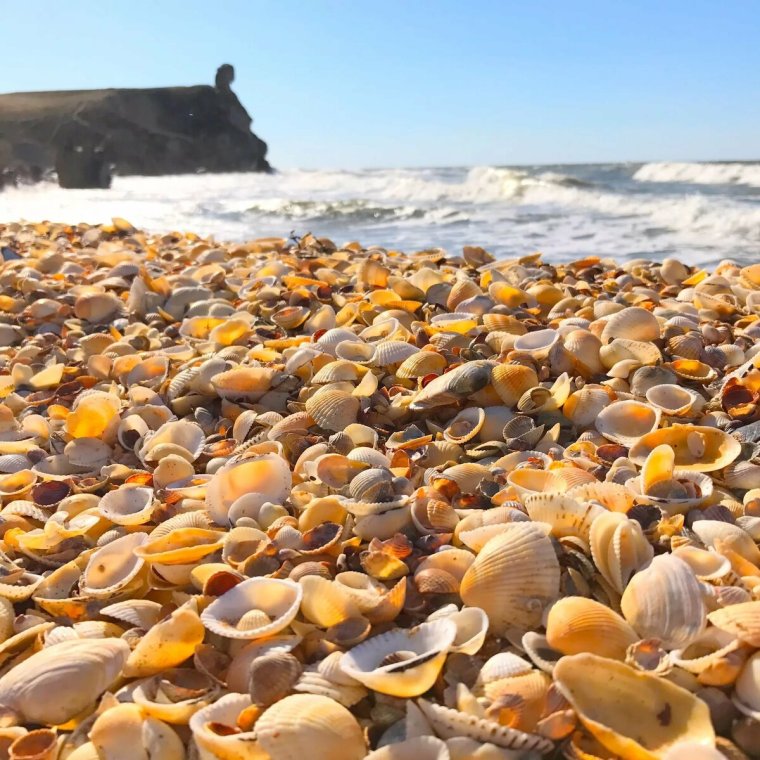 Станица Голубицкая ракушечный пляж