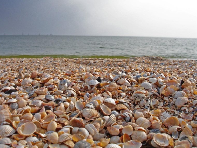 Станица Голубицкая ракушечный пляж