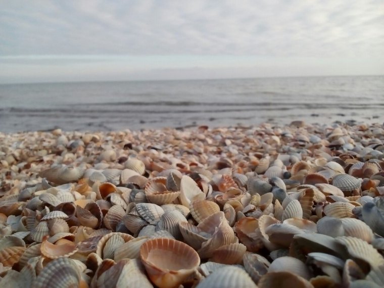 Ракушечный берег Должанской косы на Азовском море