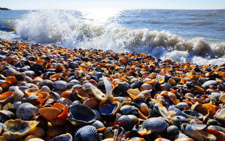 Ракушечные пляжи в Ялте