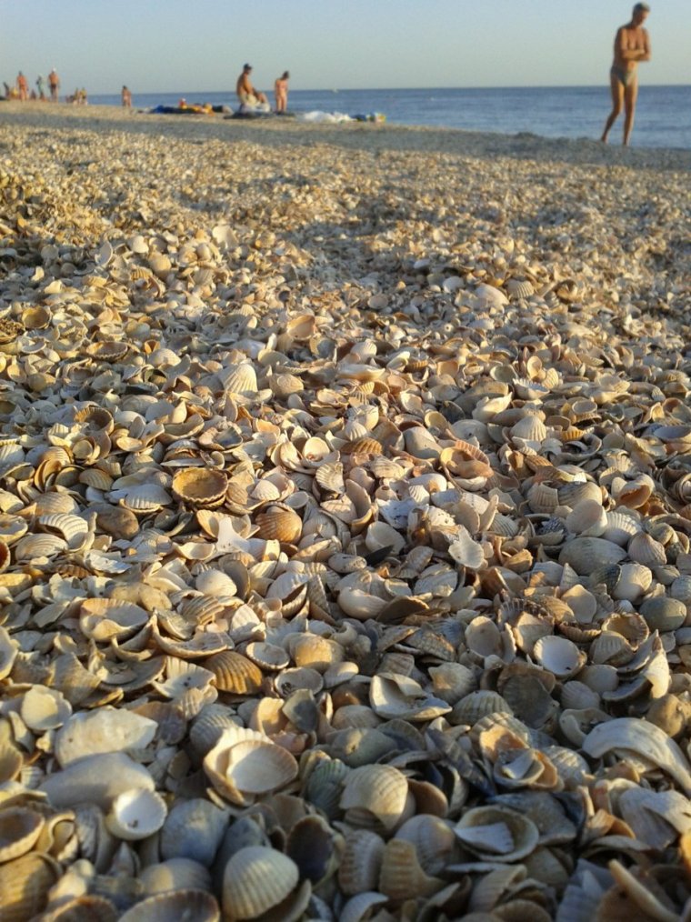 Станица Голубицкая ракушечный пляж