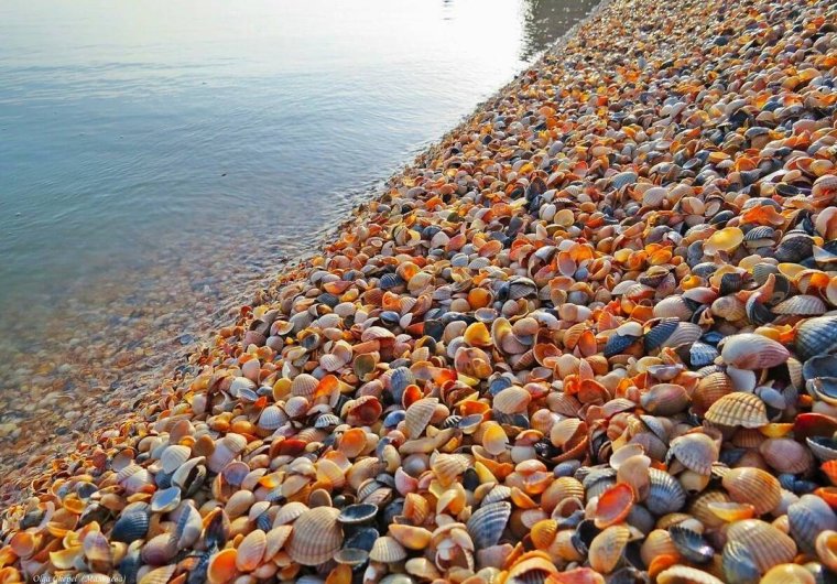 Ракушечный берег станица Голубицкая