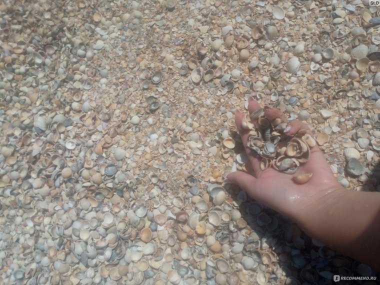 Ракушечный пляж на Азовском море