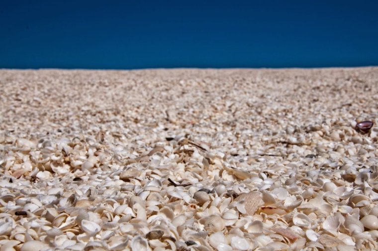 Азовское море ракушечный берег