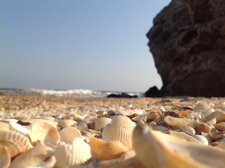 Азовское море ракушечный берег